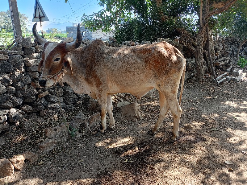 ગોઢલા વેસવાના છ...