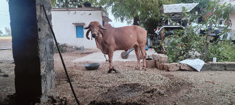 ગાય વેસવાનીહે