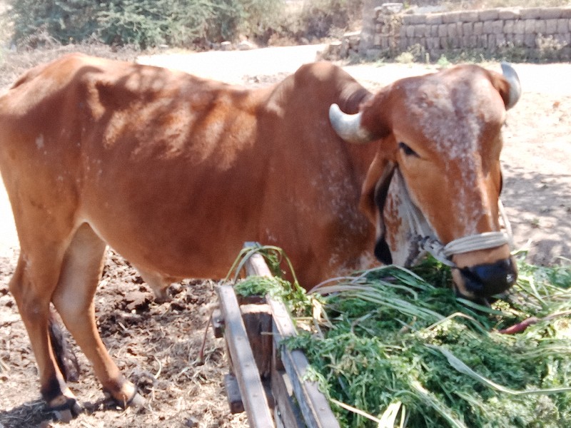 બળદ વૈચવા  ના છ...