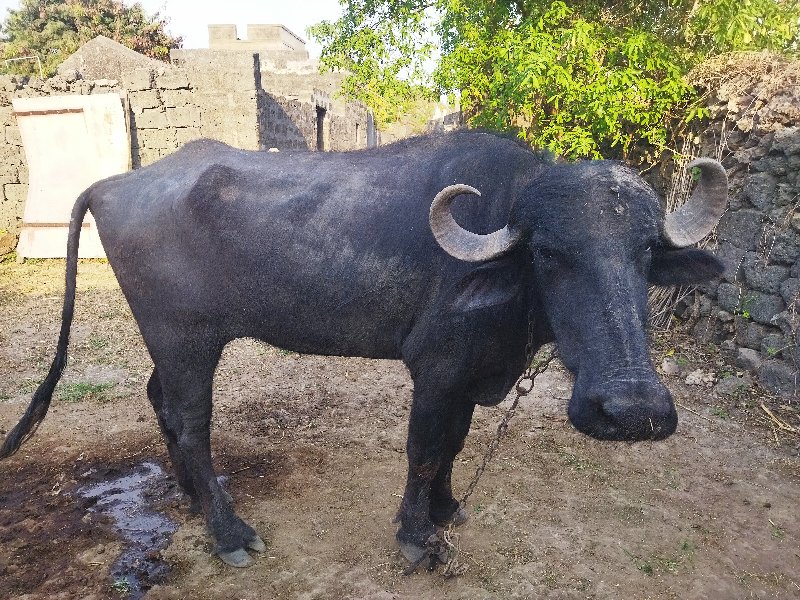 ખડેલું વેચવા નુ...