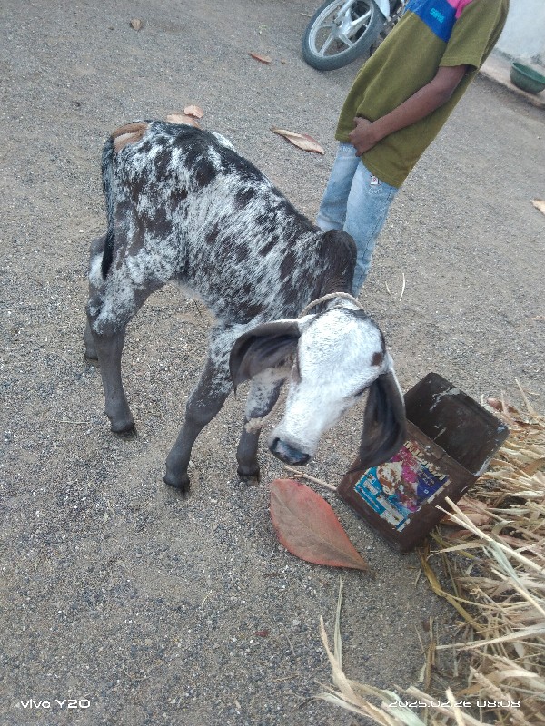 ગાય