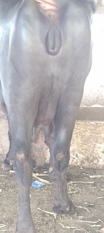 ભેંસ