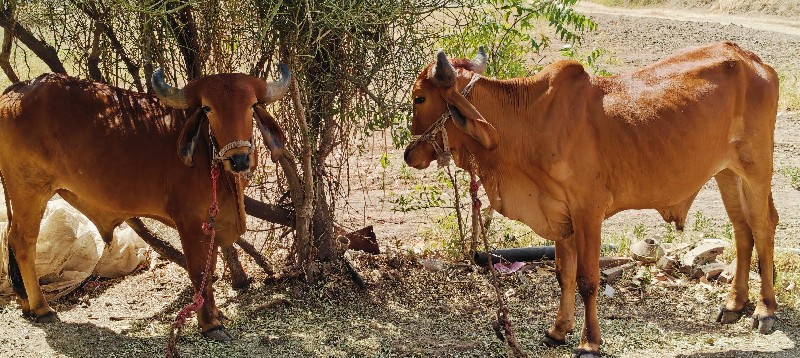ગોઢલા