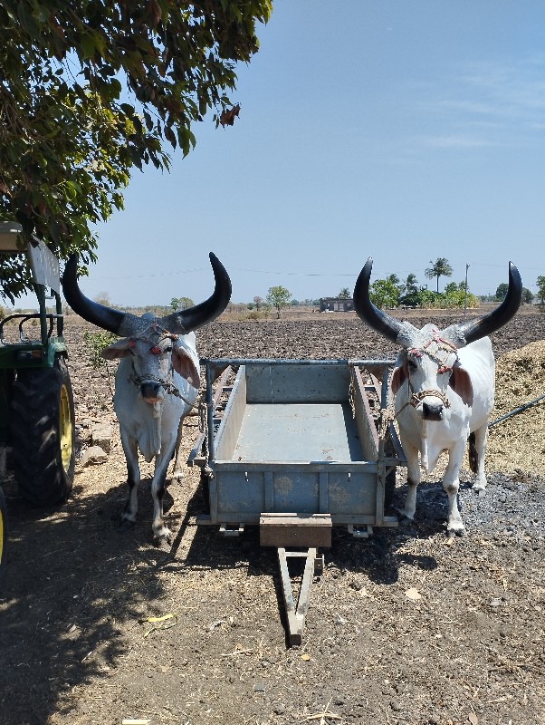 વઠીયારા બળદ વેચ...