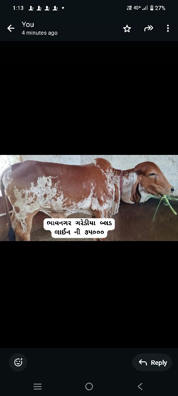 બ્લડ લાઈન ની ગી...