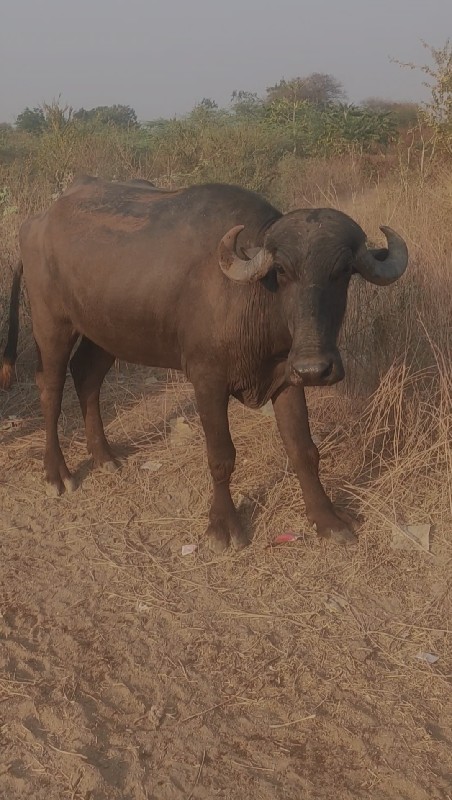 ભેંસ વેસવાની ચે