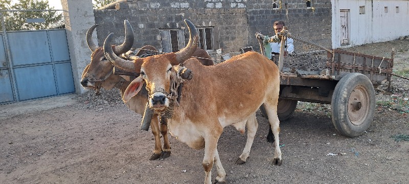 ગોઢલા વેચવાના છ...