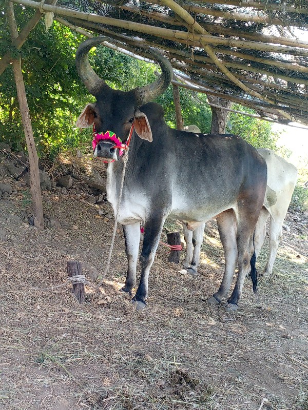 બરધ વેચવાના છે