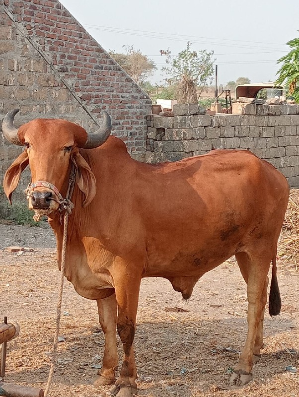 ગોધલા વેચવાના છ...