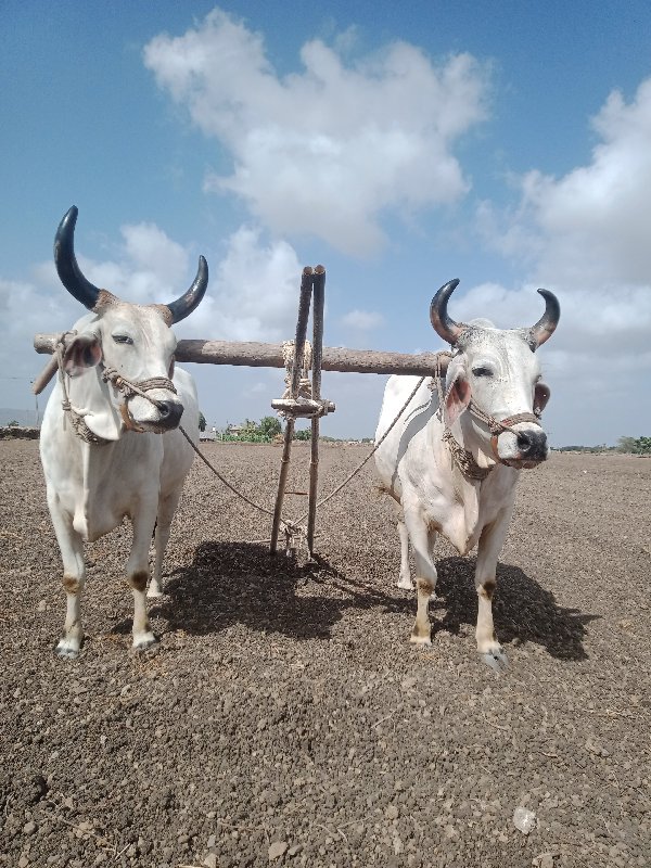 ગોંડલા વેચવાના...