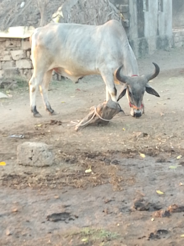 બેતર વાલા ફુલ ગ...