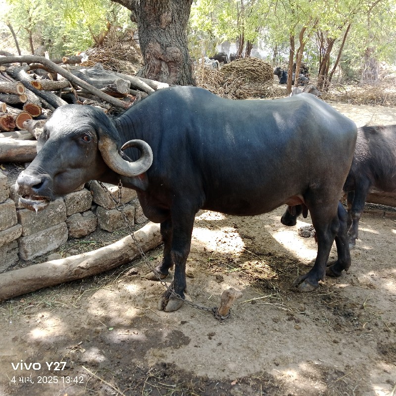 ભેંસ વેચ વાની....