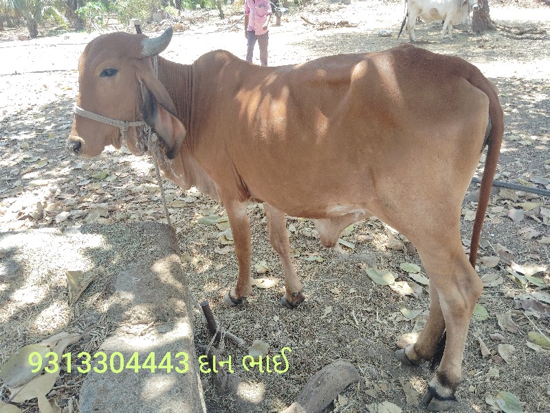 ગીર વોળકી વેચવા...