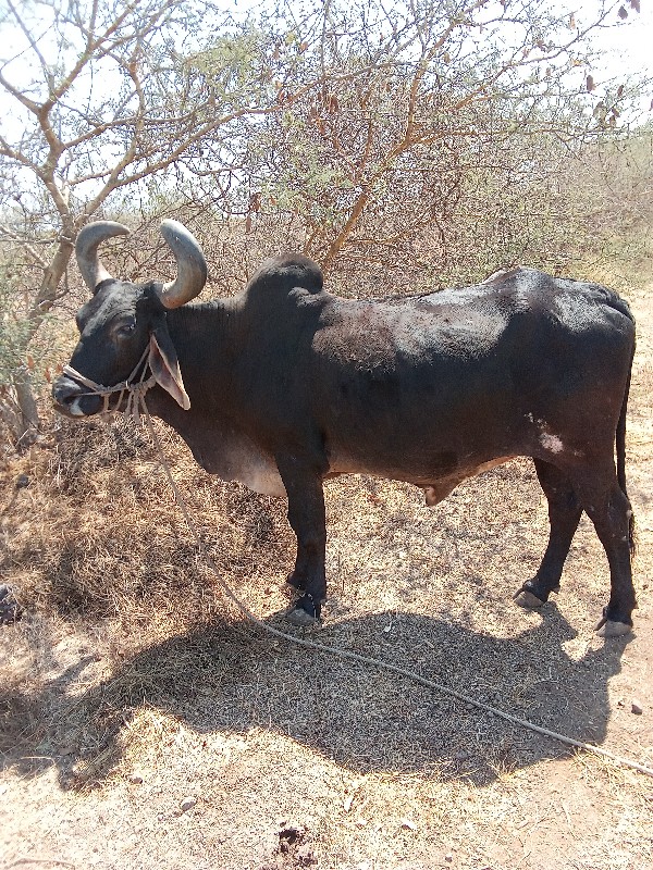 બળદ વેચવાનો છે.