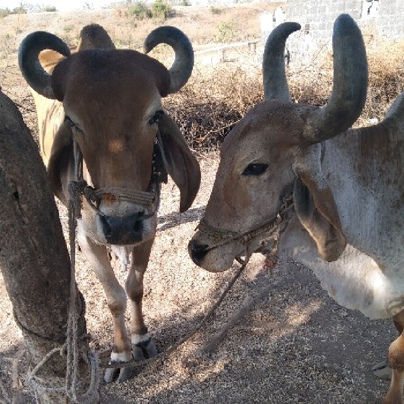 બળદ વેચવા ના સે