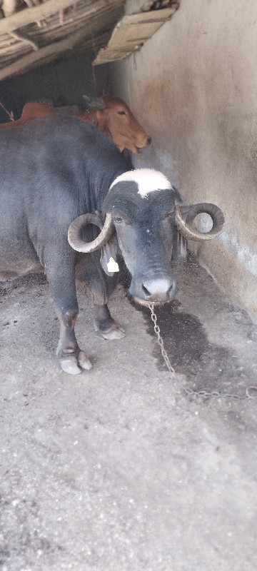 ભેસ