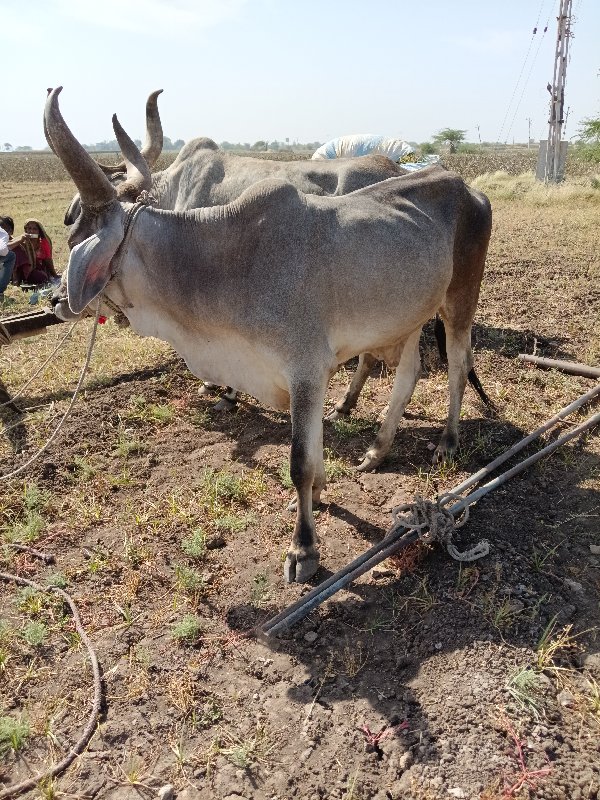 ૧ બળદ વેચવાનો સ...