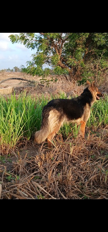 જર્મન શેફર્ડ fi...