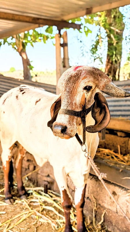 ગાય