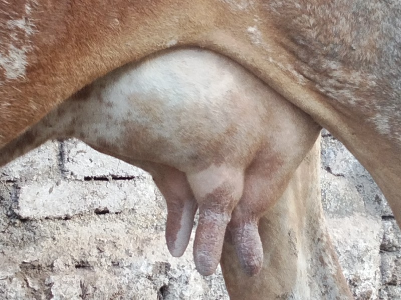 રવિગોલતર