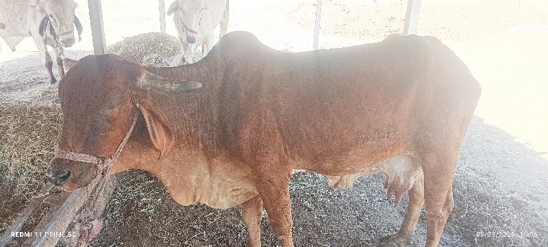 ગાય