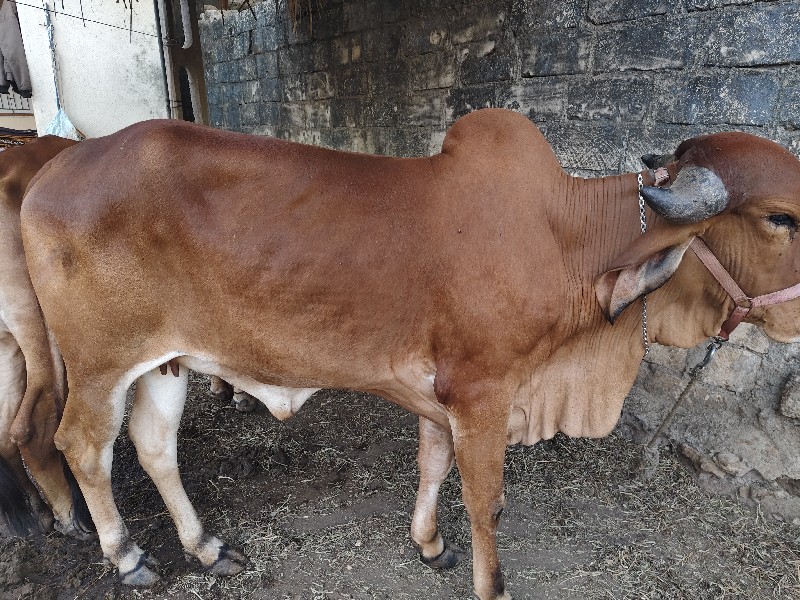 ગીર ગાય વેચવાની...