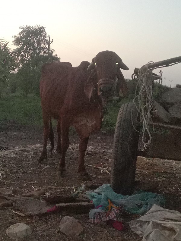 ગાય વેચવાની છે