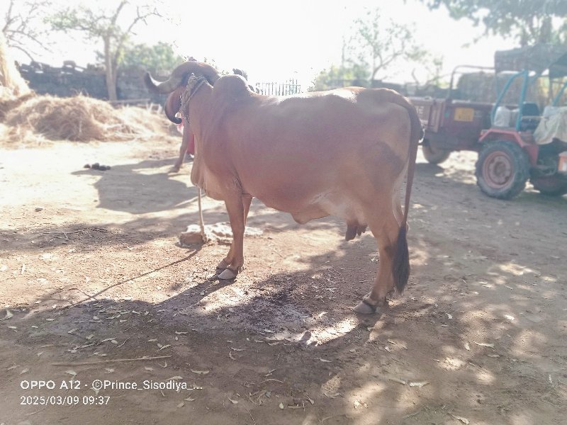 આ ગાય વેચવાની છ...