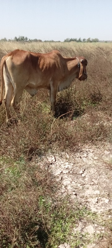 વાછડા વેચવાના છ...