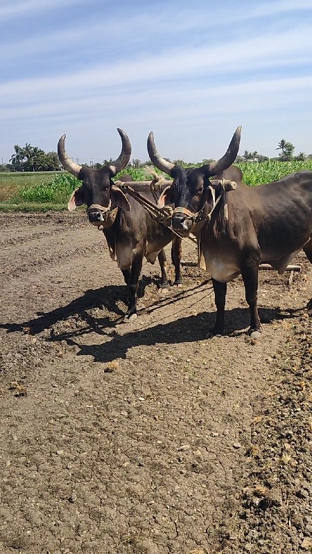 જામ્બા બળદ વેચવ...