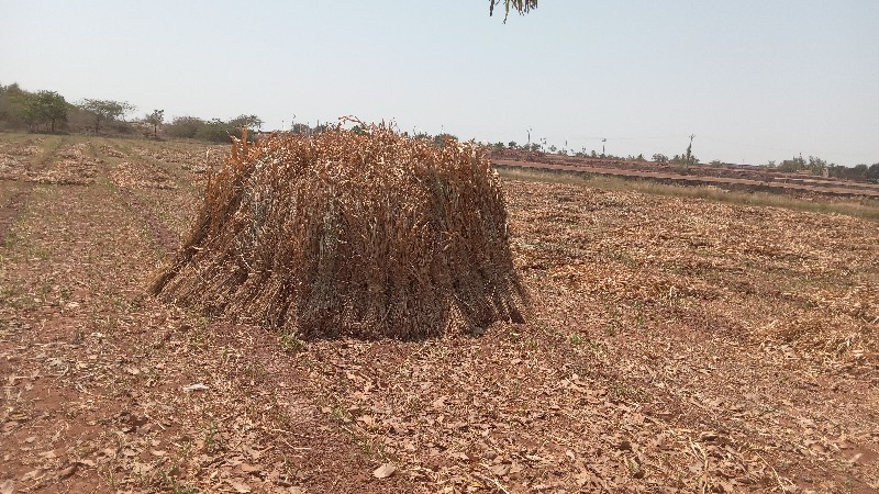 જુવારની સાર  વે...