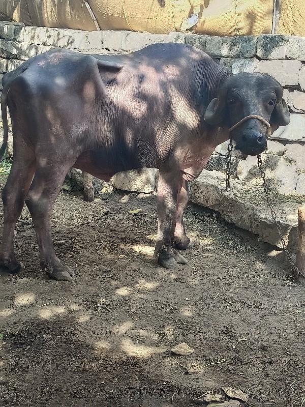ખળેલી વેચવાની છ...