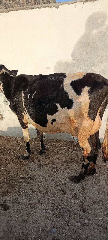એસબ ગાય દેવાની...