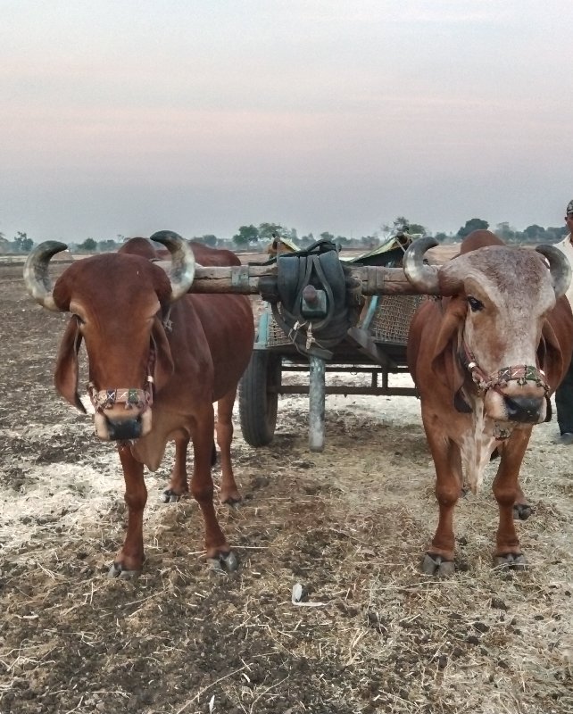 બળદ વેચવાના છે