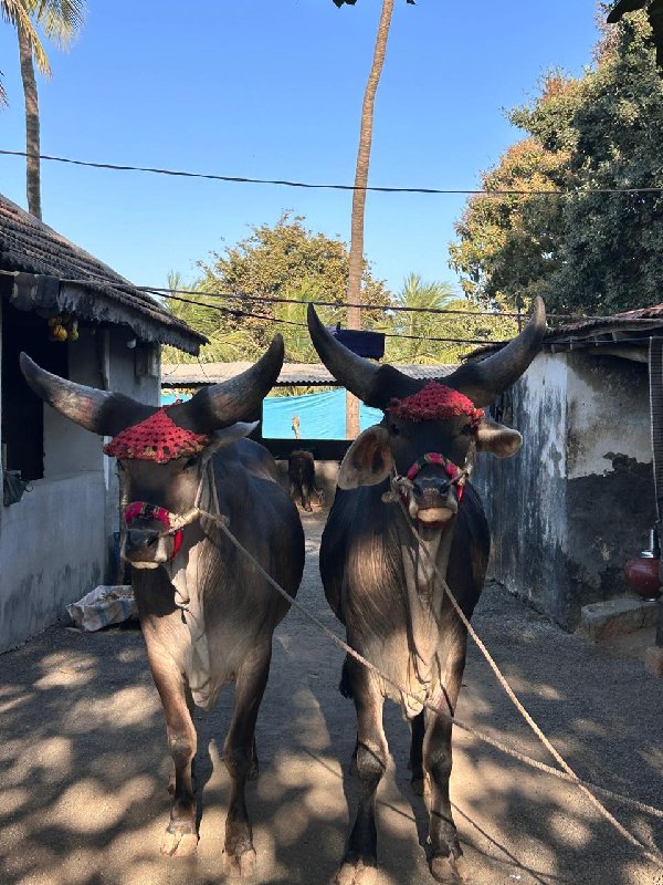 ગોધલા વેચવાના છ...