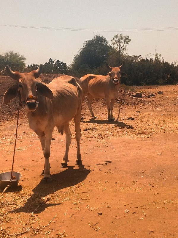 આઘોધલાનુસાટુ કર...