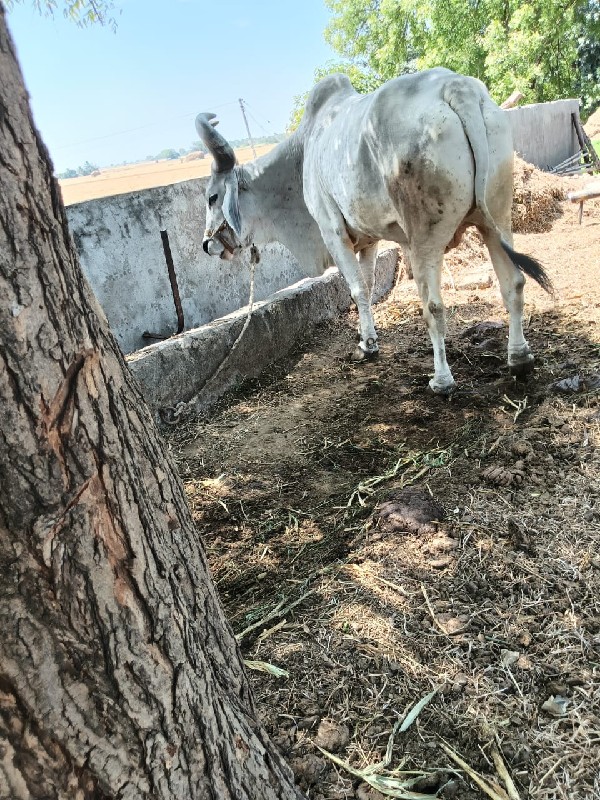 આ બળદ વેચવાનો છ...