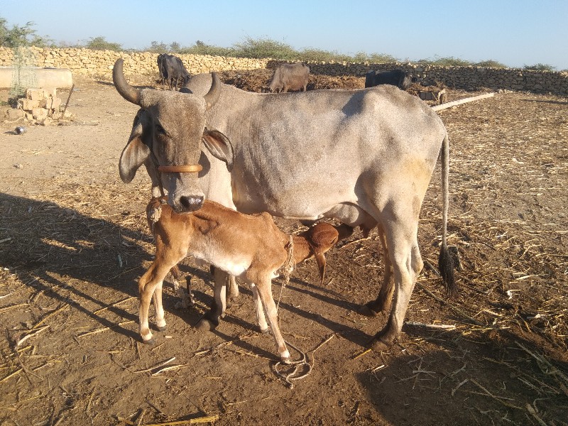 ગાય વેચવાની છે