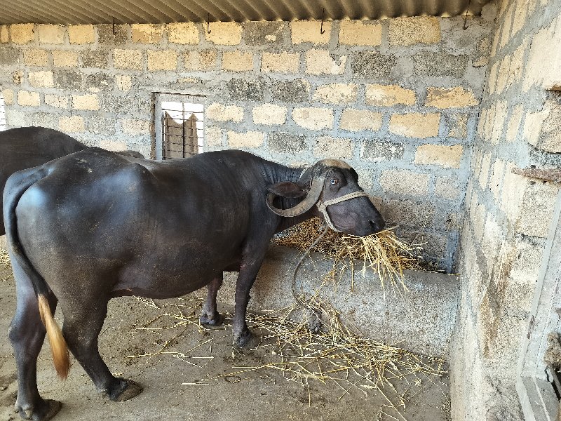 ભેંસ વેચવાની છે...