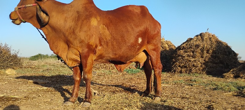 ગાય વેચવાની સે