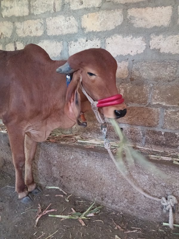 ગીર હોટકુ વેસવા...