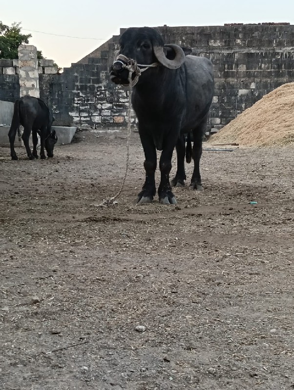 પાડો વેચવાનો છે