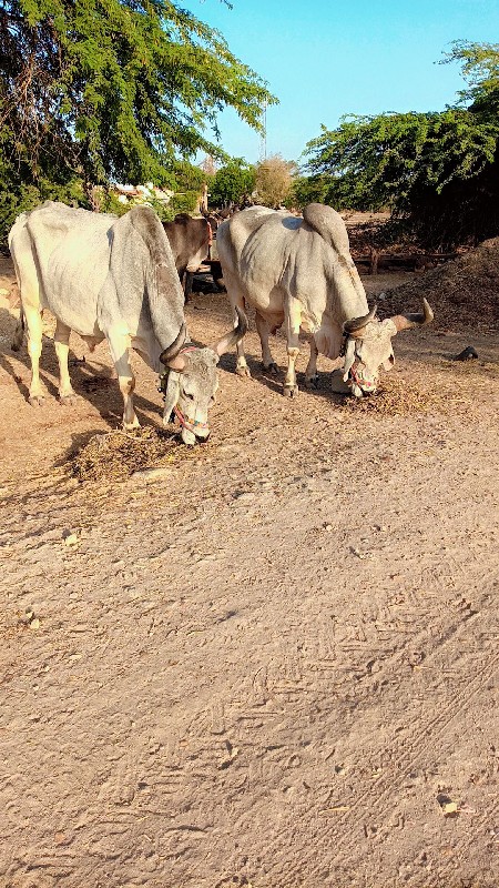 બળદ વેચવાના છે