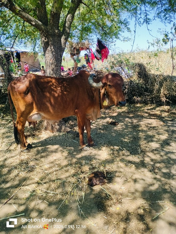 વેચવાની છે