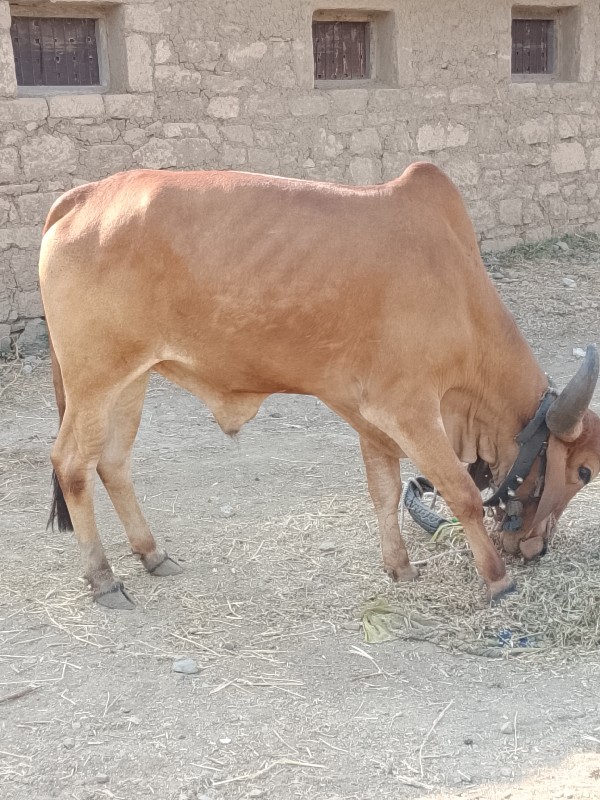 છદાતે છે