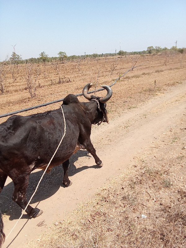 બળદ વેચવાનો છે.