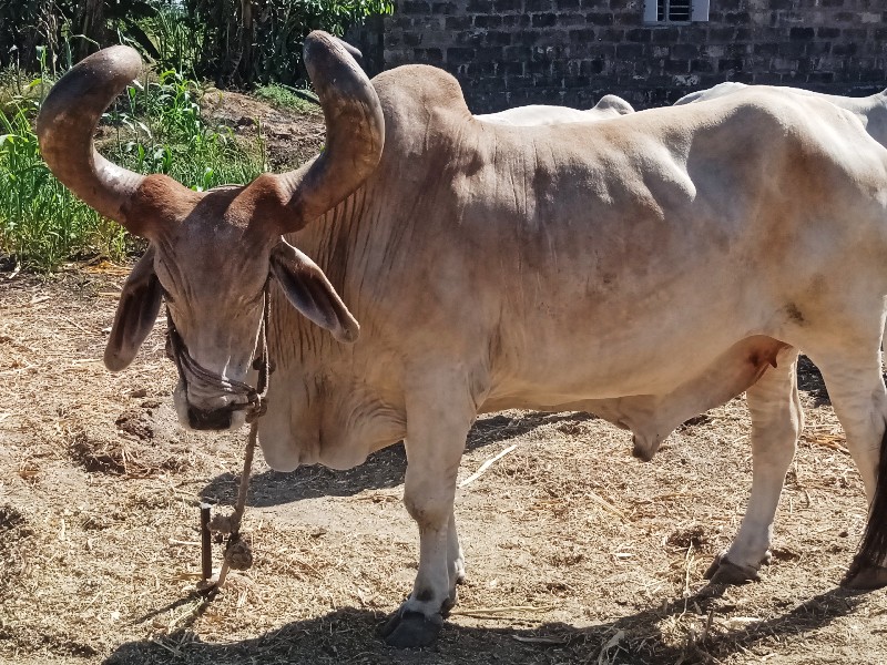 બડધવેચવાનોછે800...