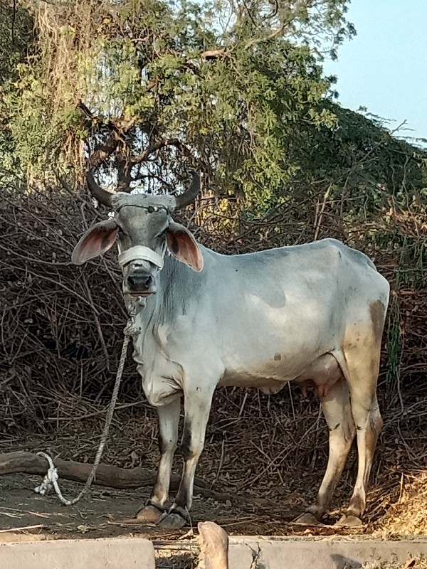 ગાય 🐄 વેચવાની છ...