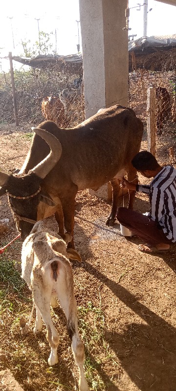 ગાયુ વેચવાનીછે