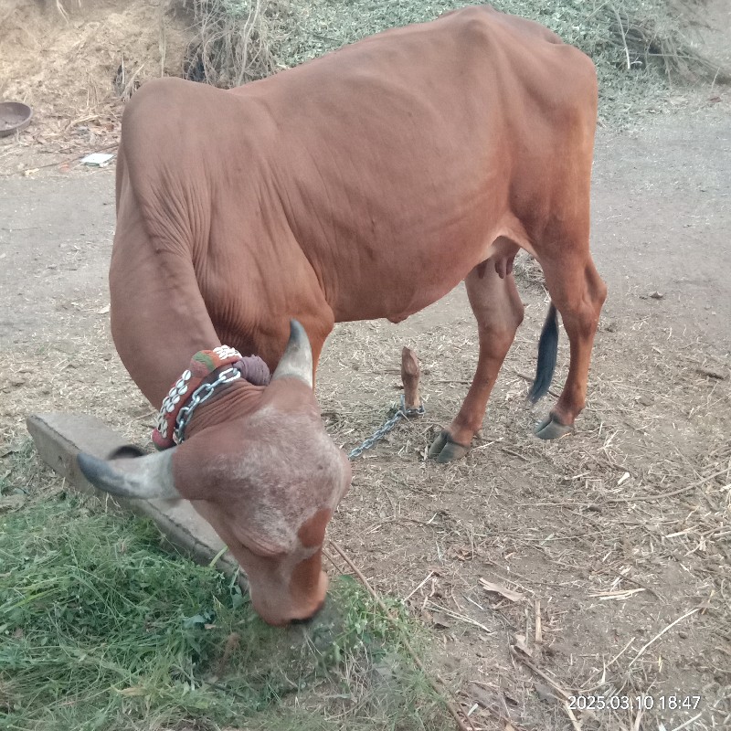 ગાય વેચવાની છે.